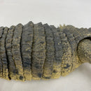 【中古】【開封品】いきもの大図鑑アルティメット　ナイルワニ＜フィギュア＞（代引き不可）6541