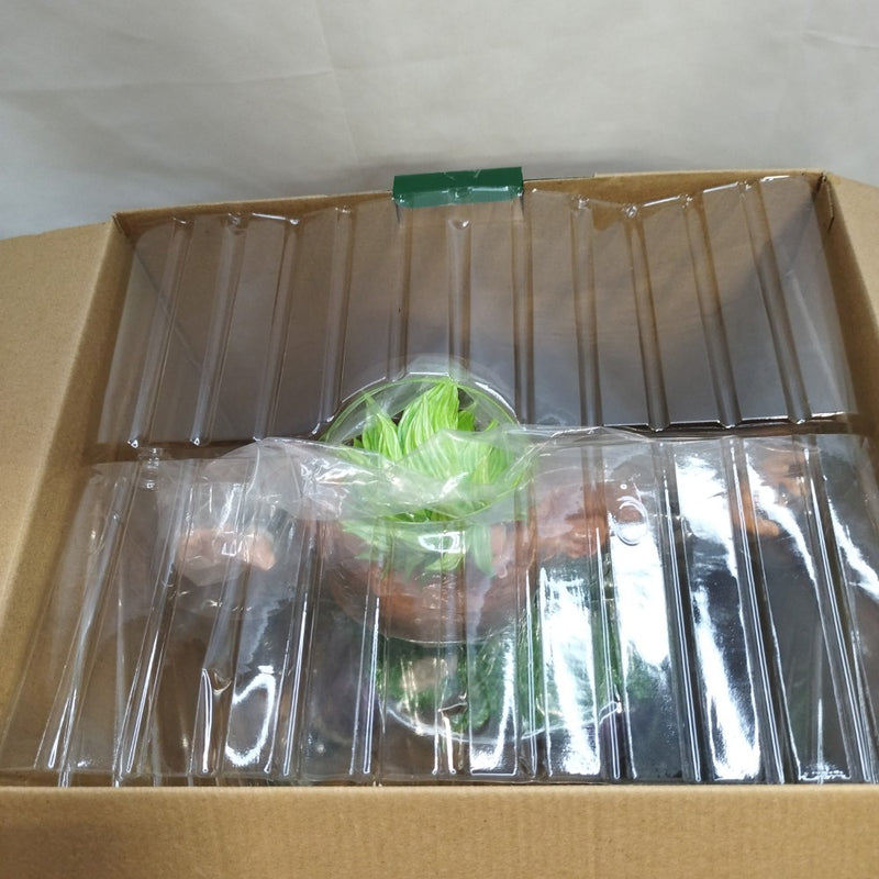 【中古】【開封品】超サイヤ人ブロリーフルパワー「一番くじ ドラゴンボール BACK TO THE FILM」 KING CLUSTAR ラストワン賞＜フィギュア＞（代引き不可）6573